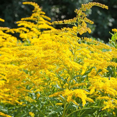 Guldenroede (Solidago 'Goldkind')