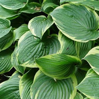 Hartlelie (Hosta' Fortunei Aureomarginata')