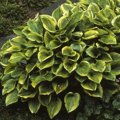 Hartlelie (Hosta 'Golden Tiara')