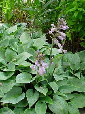 Hartlelie (Hosta 'Halcyon')