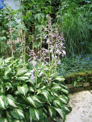 Hartlelie (Hosta 'Undulata Mediovariegata')