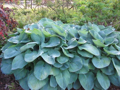 Hartlelie (Hosta sieboldiana)