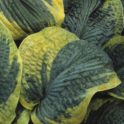 Hartlelie (Hosta sieboldiana 'Frances Williams')