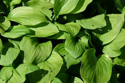 Hartlelie (Hosta sieboldii 'Snowflakes')