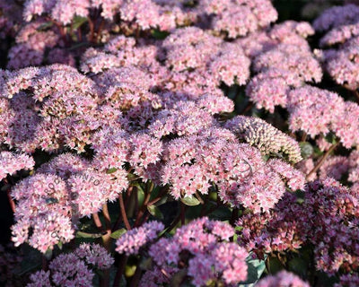 Hemelsleutel (Sedum 'Matrona')