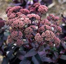 Hemelsleutel (Sedum hybridum 'Purple Emperor') - Tuinplanten