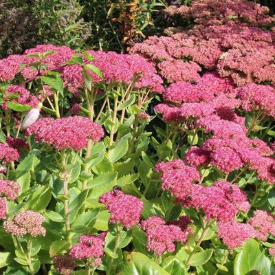 Hemelsleutel (Sedum spectabile 'Brillant')