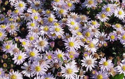 Herfstaser (Aster ageratoides 'Stardust')