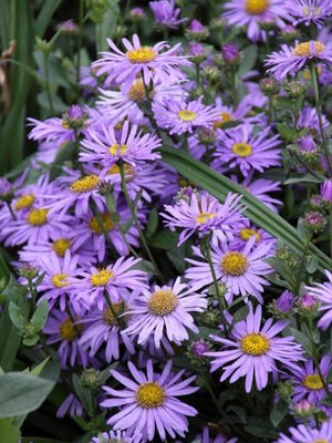 Herfstaster (Aster (D) 'Prof. Anton Kippenberg')