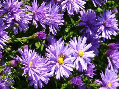 Herfstaster (Aster amellus ‘Rudolf Goethe’)