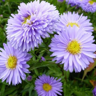 Herfstaster (Aster novi-belgii 'Marie Ballard')