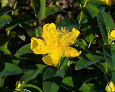 Hertshooi (Hypericum calycinum)