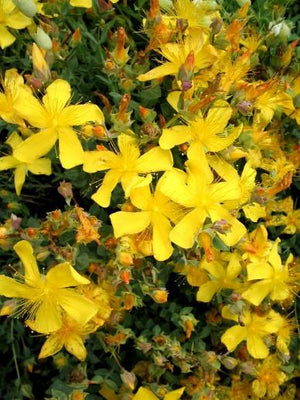 Hertshooi (Hypericum olympicum)