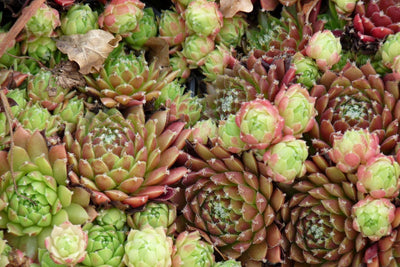 Huislook (Sempervivum gemengd)