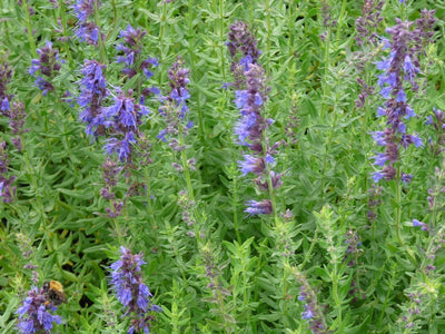 Hyssop (Hyssopus officinalis)