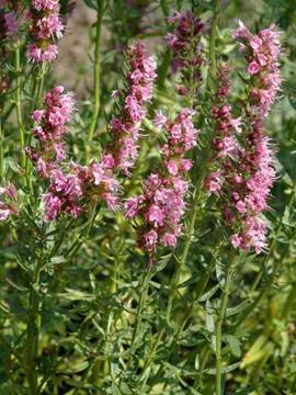 Hyssop (Hyssopus officinalis 'Roseus')