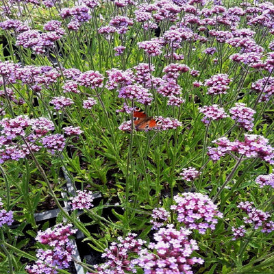 IJzerhard (Verbena bonariensis)