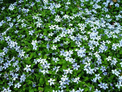 Isotoma (Isotoma fluviatilis)