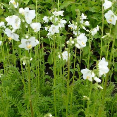 Jacobsladder (Polemonium caeruleum 'Album')