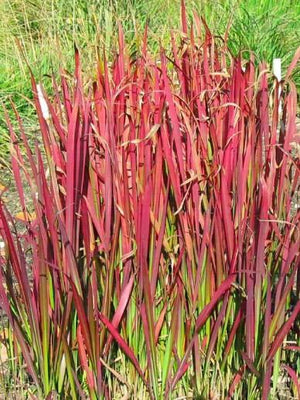 Japans bloedgras (Imperata cylindrica 'Red Baron')