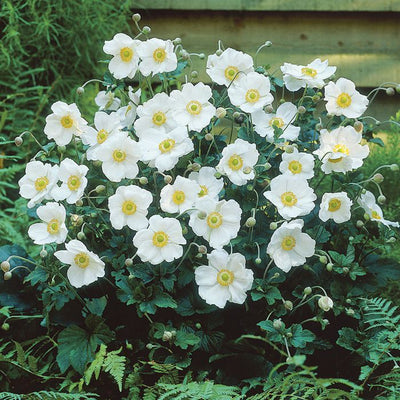 Japanse anemoon (Anemone hup. 'Honorine Jobert')