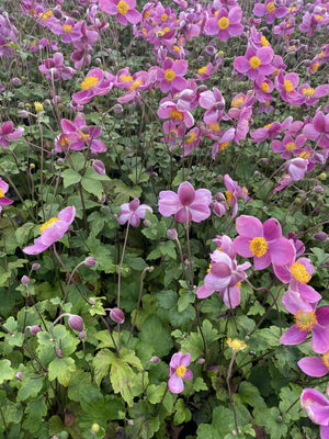 Japanse anemoon (Anemone hup. 'Königin Charlotte')