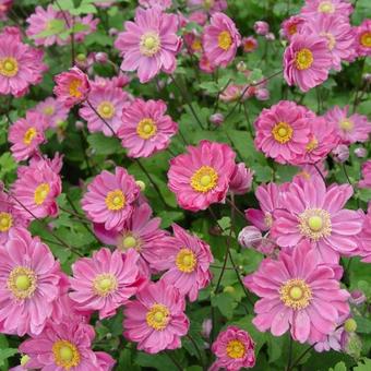 Japanse anemoon (Anemone hup. 'Pamina')