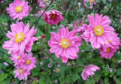 Japanse anemoon (Anemone hupehensis 'Prinz Heinrich') - Tuinplanten