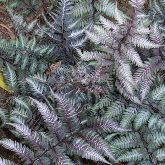 Japanse regenboog (Athyrium niponicum ‘Metallicum’)