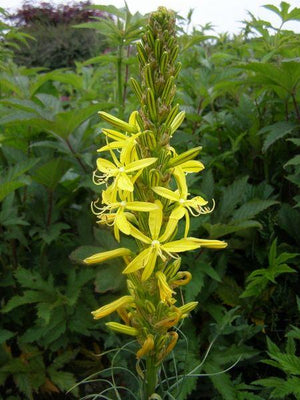 Jonker lelie (Asphodeline lutea)