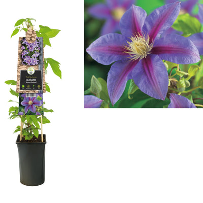 Klimplant Clematis Barbara Jackman (Bosrank)