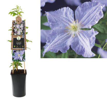 Klimplant Clematis Blue Angel (Bosrank) - Klimplanten