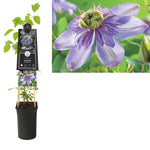 Klimplant Clematis Blue Light  PBR  (Bosrank)