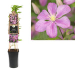 Klimplant Clematis Comtesse de Bouchaud  (Bosrank)