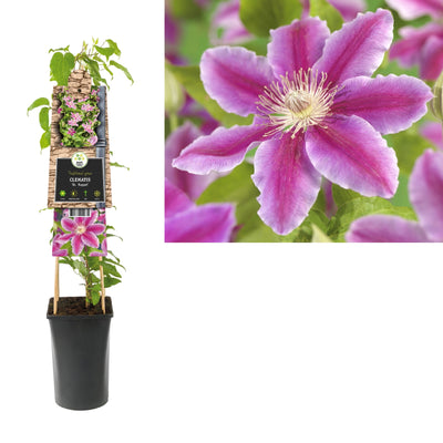 Klimplant Clematis Dr. Ruppel (Bosrank)