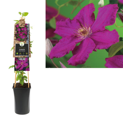 Klimplant Clematis Ernest Markham (Bosrank)