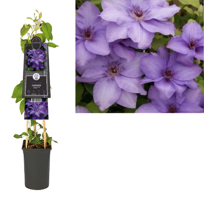 Klimplant Clematis Esther PBR (Bosrank)