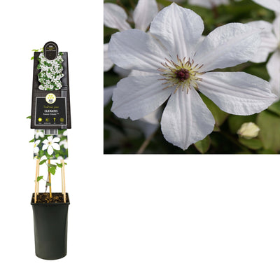 Klimplant Clematis Forever Friends PBR (Bosrank)