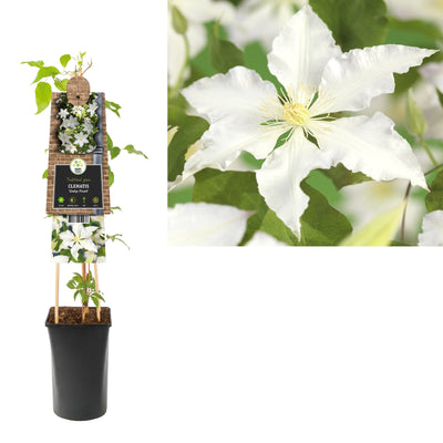 Klimplant Clematis Gladys Picard (Bosrank)