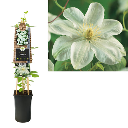 Klimplant Clematis Guernsey Cream (Bosrank) - Klimplanten