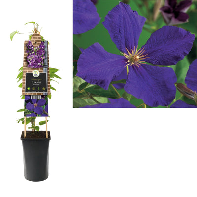 Klimplant Clematis Jackmanii (Bosrank)