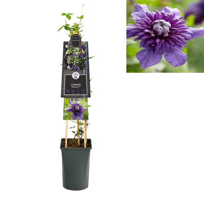 Klimplant Clematis Kokonoe PBR (Bosrank)