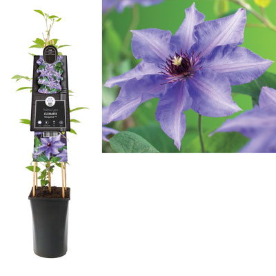 Klimplant Clematis Königskind PBR (Bosrank)