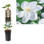 Klimplant Clematis Madame Le Coultre (Bosrank)
