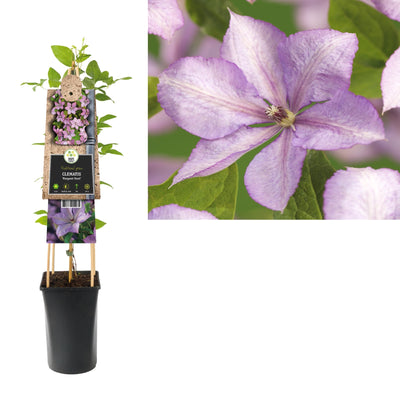 Klimplant Clematis Margaret Hunt (Bosrank)