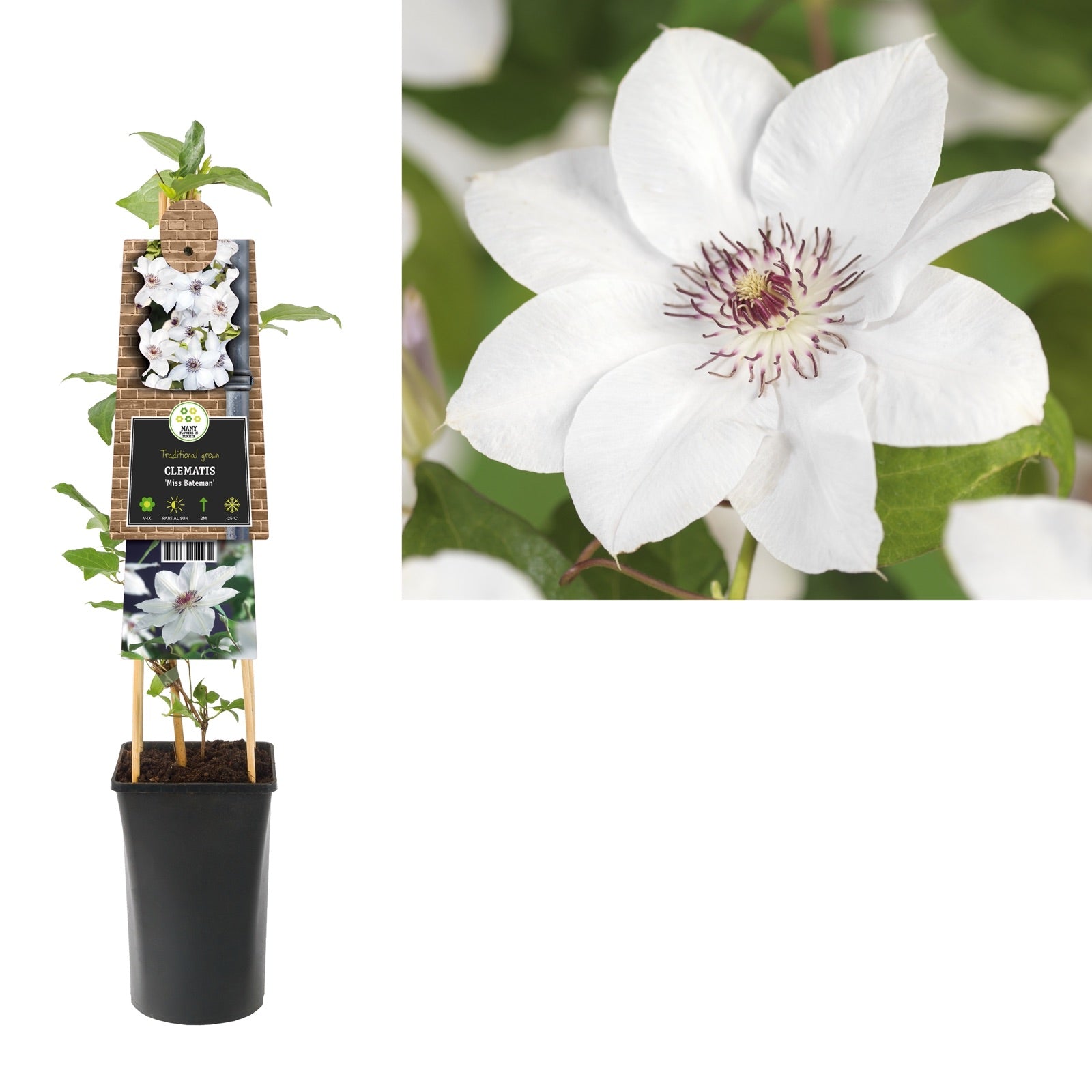 Clematis 'Miss Bateman' - Klimplanten