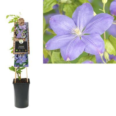 Klimplant Clematis Mrs. Cholmondeley (Bosrank)