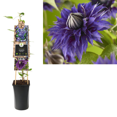 Klimplant Clematis Multi Blue (Bosrank)