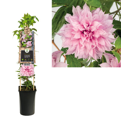 Klimplant Clematis Multi Pink® PBR (Bosrank)