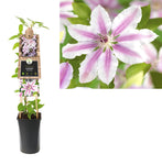 Klimplant Clematis Nelly Moser (Bosrank)